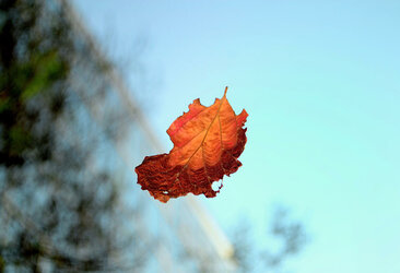 falling-leaf-003-george-bostian.jpg