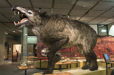 Andrewsarchus museum_model_9-8-2009.jpg