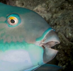 parrotfish-6257.jpg