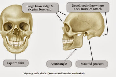 skull male.jpg