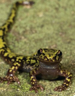 green salamander 3.jpg