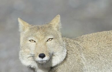 Fox.jpg