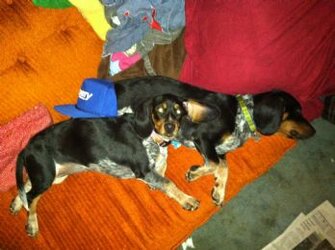 Clover_and_snoopy.jpg