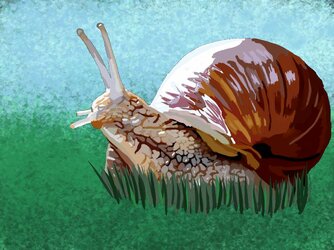 snail.jpg