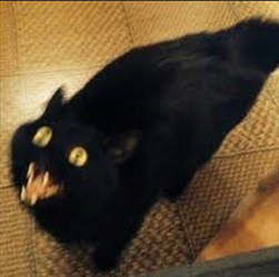 catmoew.png