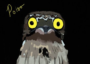 potoo.jpg
