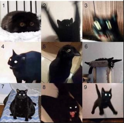 catscale.png