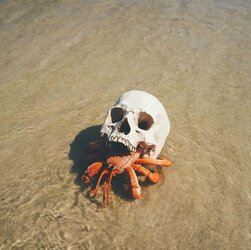 skull crab.jpg