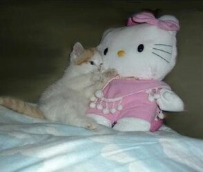 cat.jpg