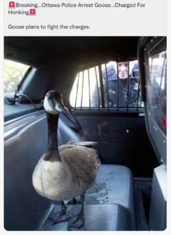arrested for honk.PNG