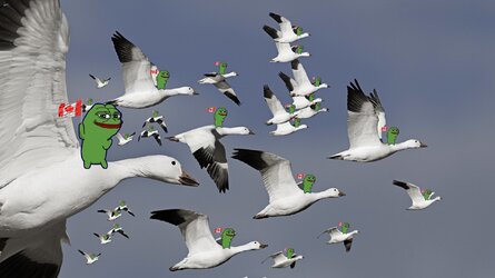 honksquad.jpg