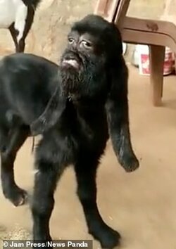 godgoat.jpg
