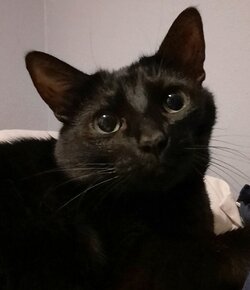 mycatgorilla.jpg