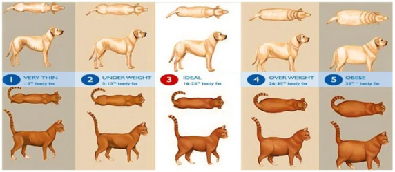Weight-chart.png
