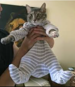 catinaonesie.png