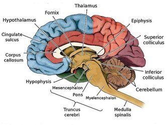 brain_anatomy_diagram4510977387177127606.jpg brain_anatomy_diagram4510977387177127606.jpg