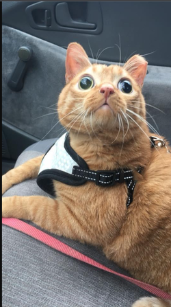 tater.png