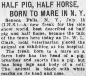 pig-horse-hybrid-seneca-falls-1934-278-247.jpeg