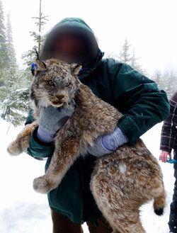 Washington-Lynx-1.jpg