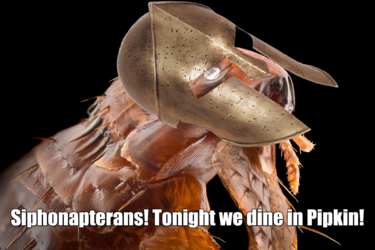 300 Fleas small.png