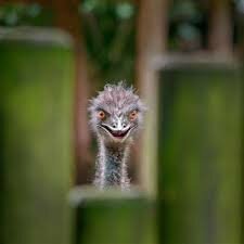 bird.jpeg