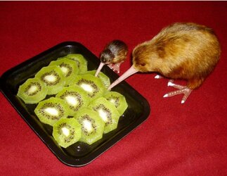 Kiwi Kiwi.jpg