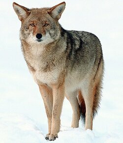 Coyote.jpg