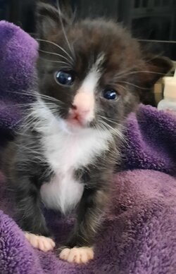 babytinysmall.jpeg