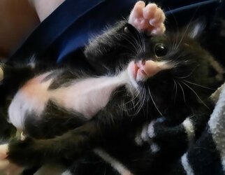 babytiny.jpeg