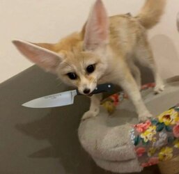 knife fennec.jpg