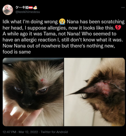 Sick kitty.png