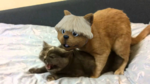 crusadercat.png