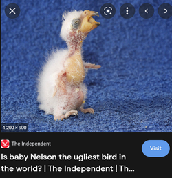 babynelson.png