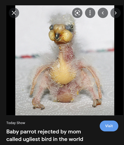 babynelson1.png