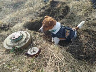 good boi.jpg