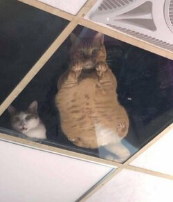 catwatch.jpg