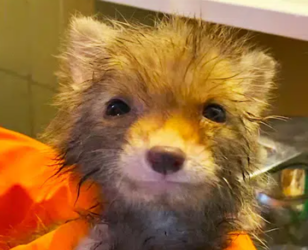foxkit.png
