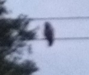 owl 031922 a.jpg