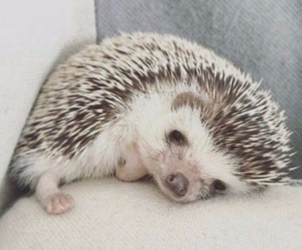hoggies.png