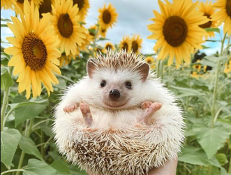 hedgepiglet.png