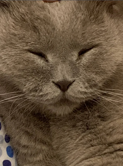 happycatsatisfiedcathasalotofthanksinhisheart.png
