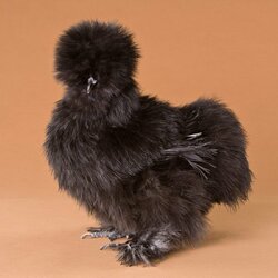 BlackSilkieHen_2540.jpg