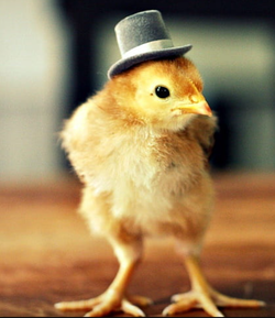 tophat.png