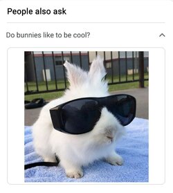 Do bunnies like to be cool.jpg