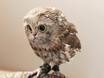 catowl.jpg