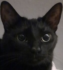 mycat.jpg