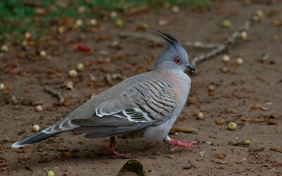 crested_pigeon.c6409c3.width-800.ada94c9.jpg