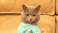 shitpost.gif