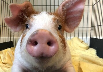 Pigg.jpg