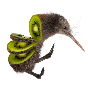 kiwi1.png